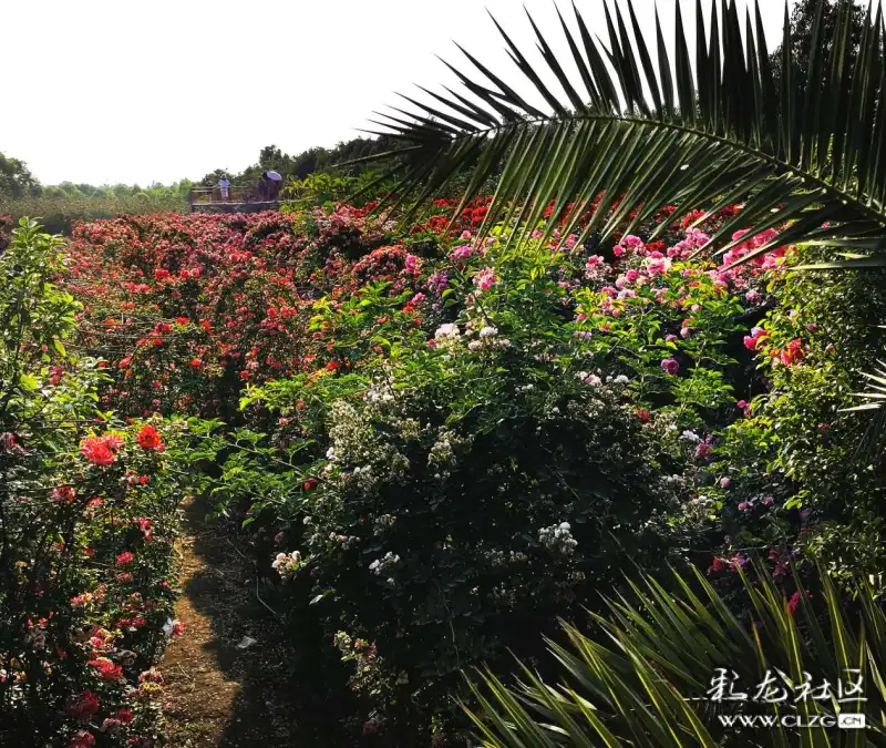 呈贡大渔锦柏玫瑰园已成网红打卡地