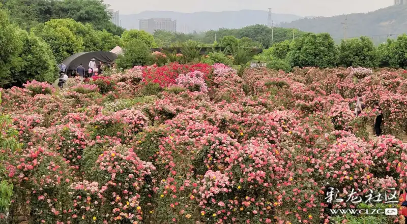 锦柏生态园最美打卡地