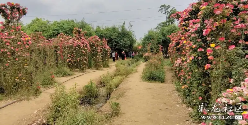 锦柏生态园最美打卡地