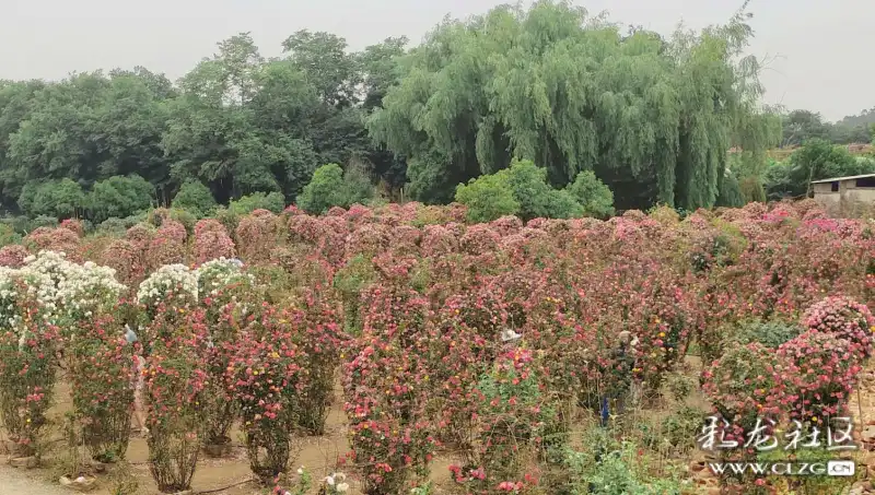 锦柏生态园最美打卡地