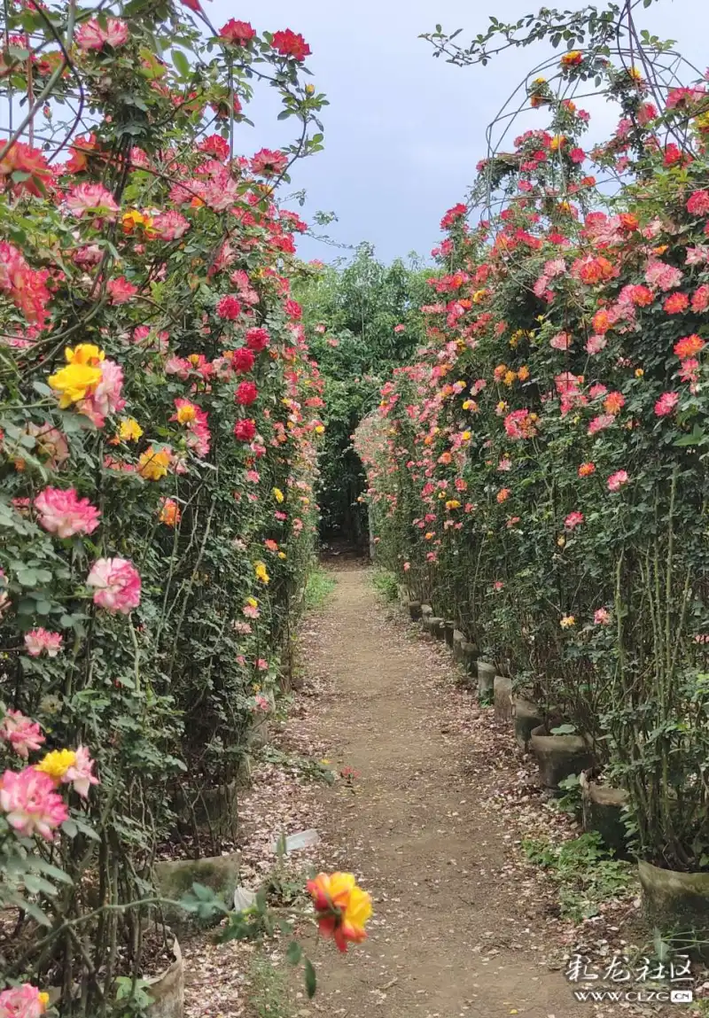 锦柏生态园最美打卡地