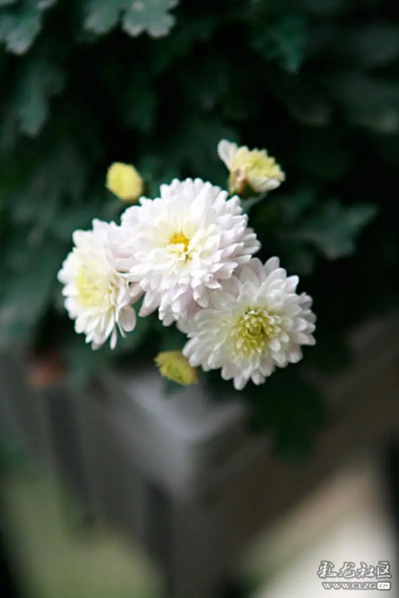里面种过一盆菊花,植株矮小,花白色不大但开的很盛,有一种淡淡的苦香