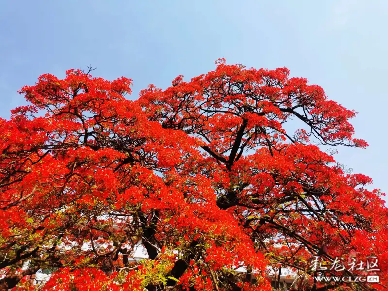 凤尾花开