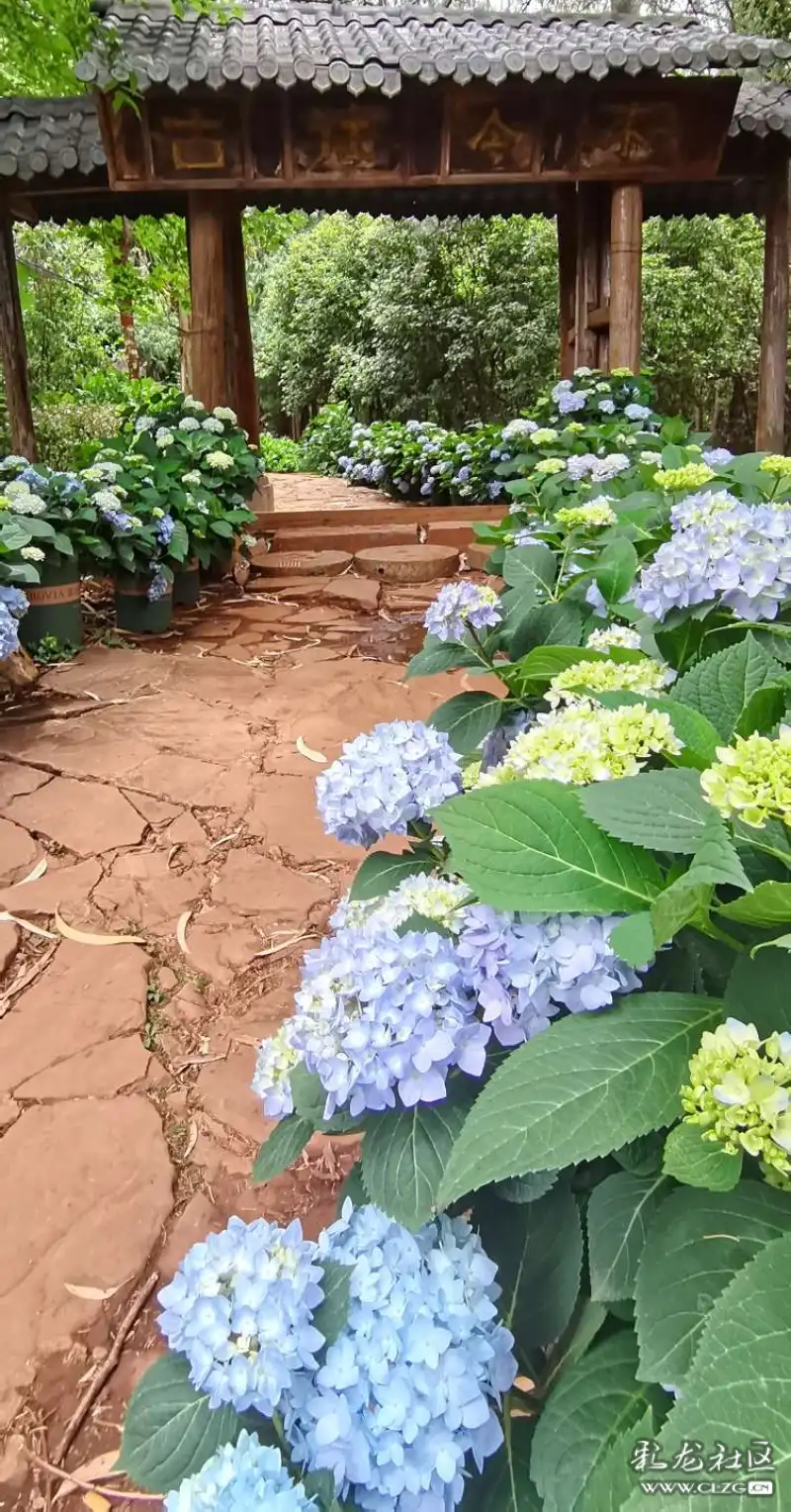 无尽夏开昆明后花园