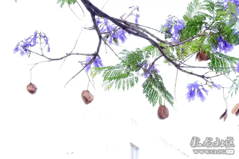 昆明一道靓丽的风景——蓝花楹