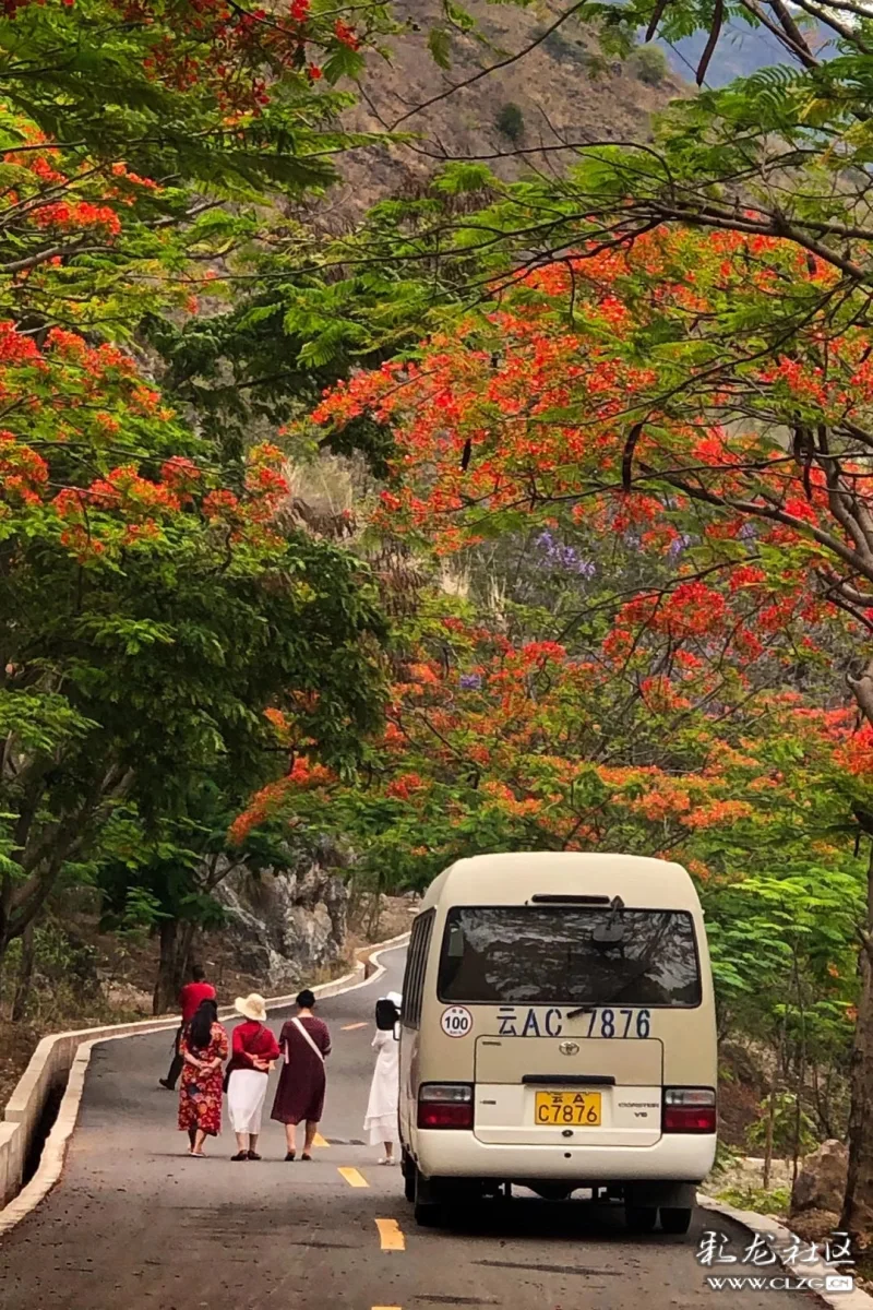凤凰花开小绿汁