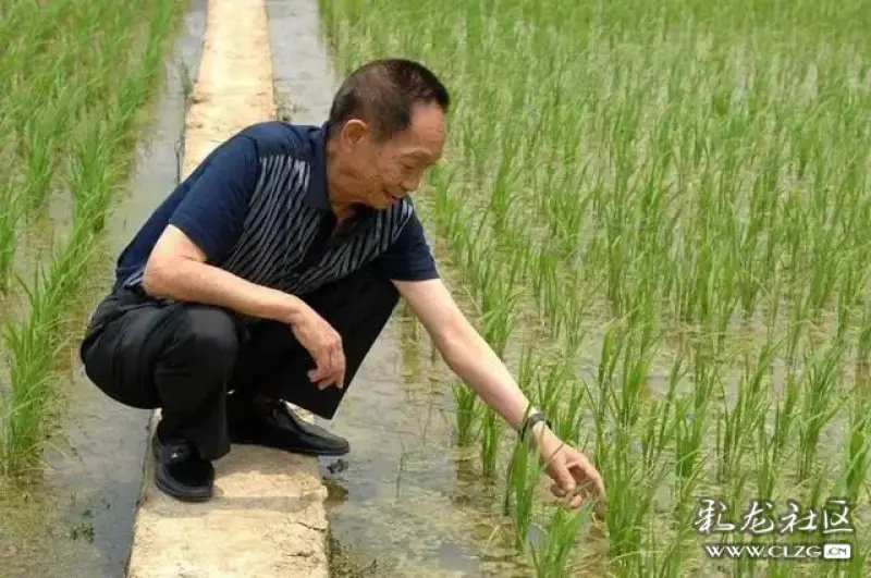 "杂交水稻之父,中国工程院院士袁隆平(雪山雄鹰-彩龙社区