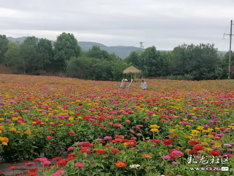 今夏花海红燚最靓