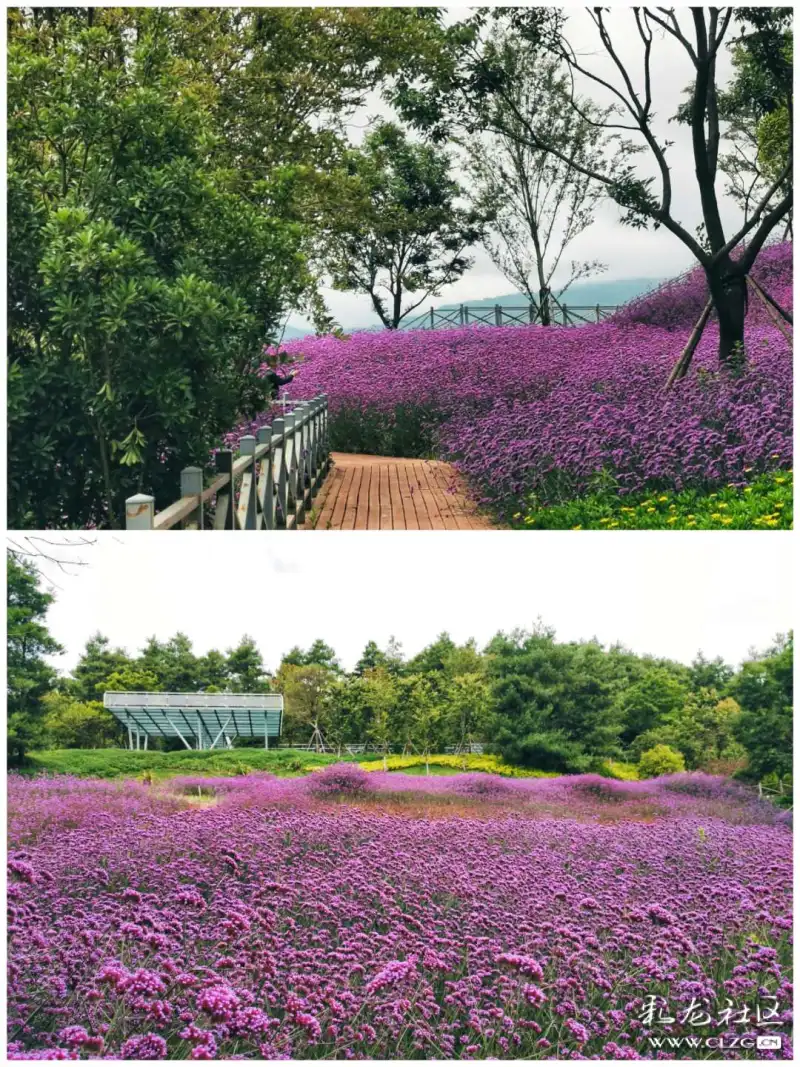 端午节的九曲花海