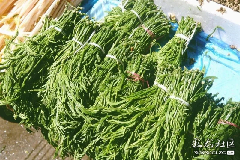 望天树野菜图鉴(一)| 山珍海味,不如野菜两斤-彩龙社区