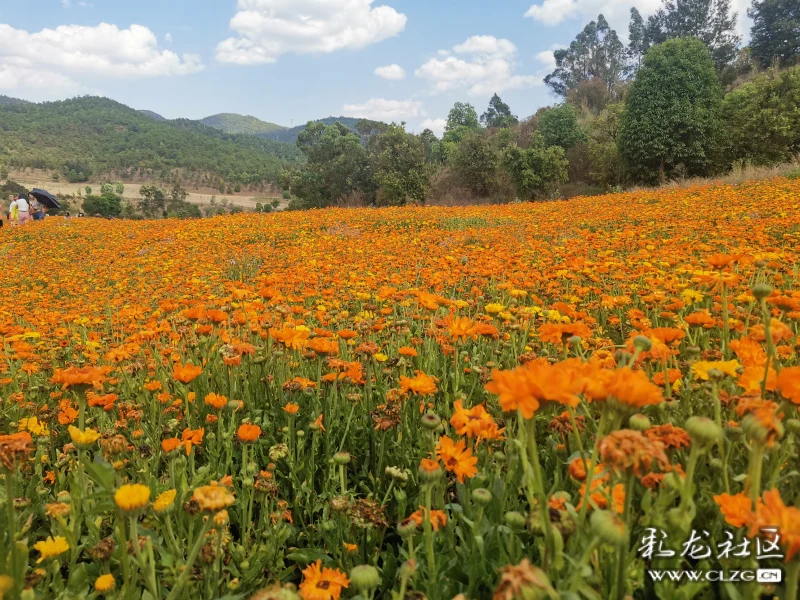 玉溪滇中植物园