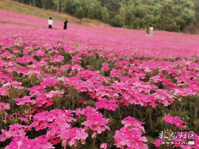 玉溪滇中植物园