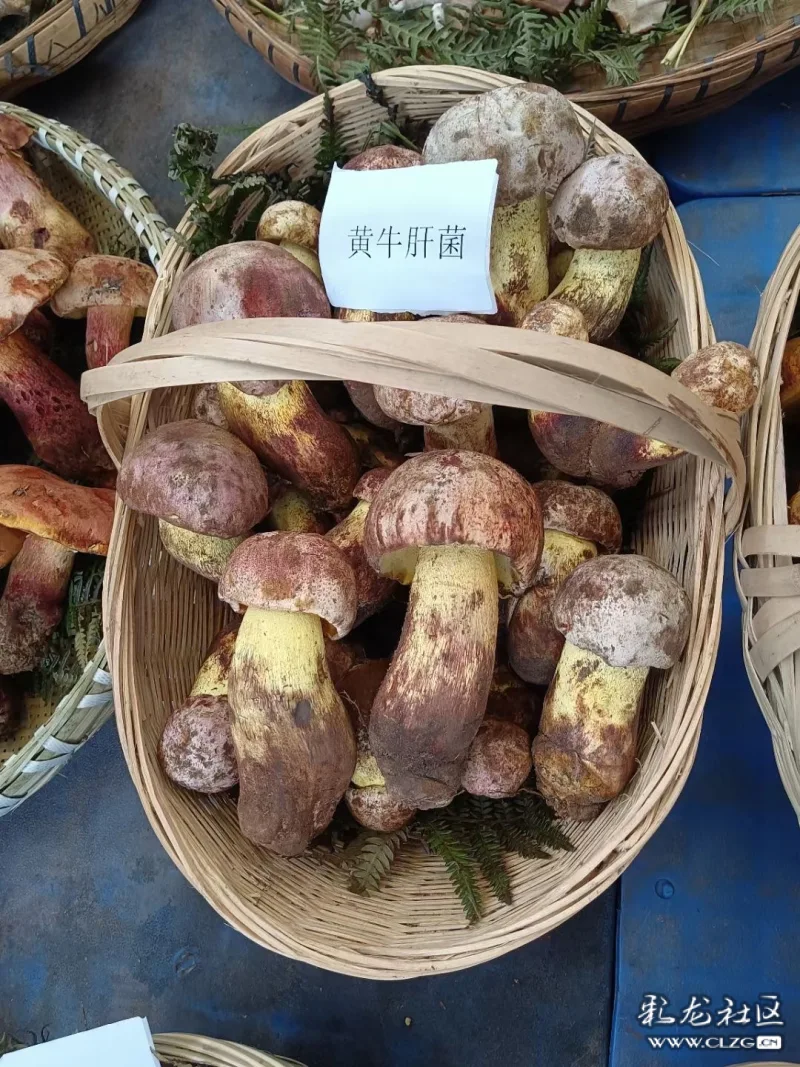 种类以及得天独厚的立体气候条件野生食用菌云南菌子云南野生菌云南可