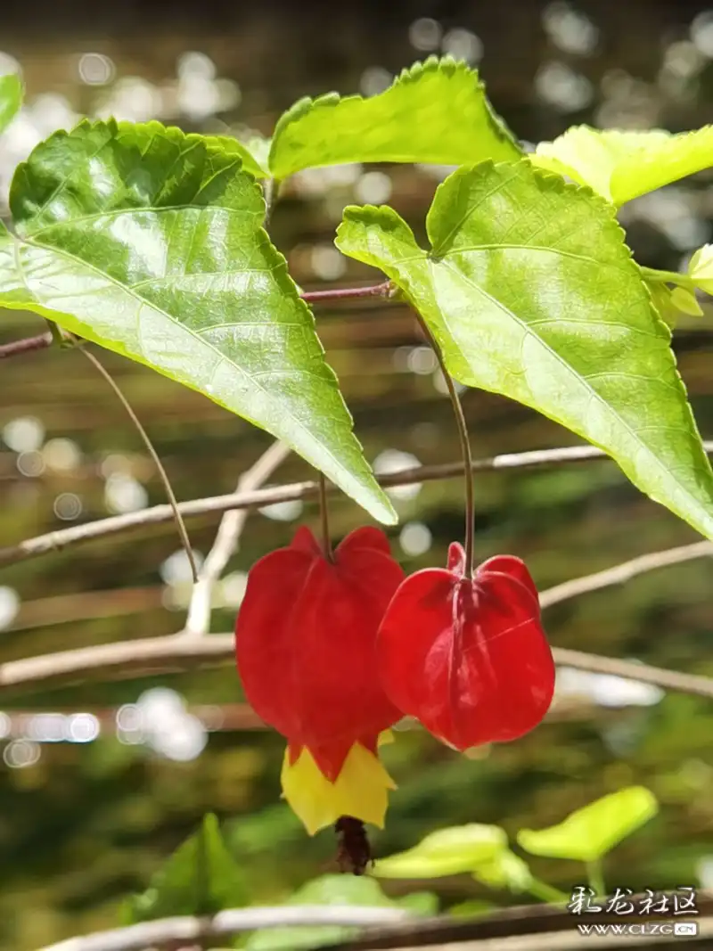 蔓性风铃花又称可蕊灯笼花花朵鲜艳而俏丽花苞红艳艳倒吊的红红灯笼