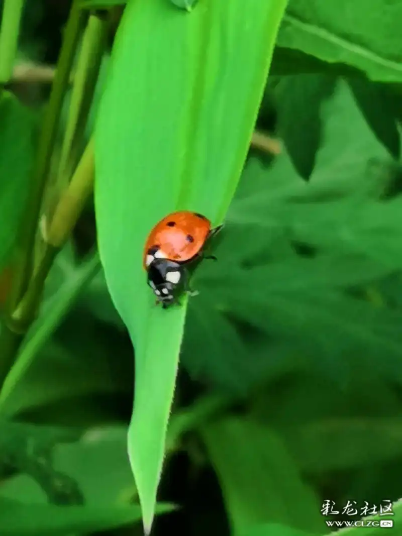 昆虫记之10橙色七星瓢虫