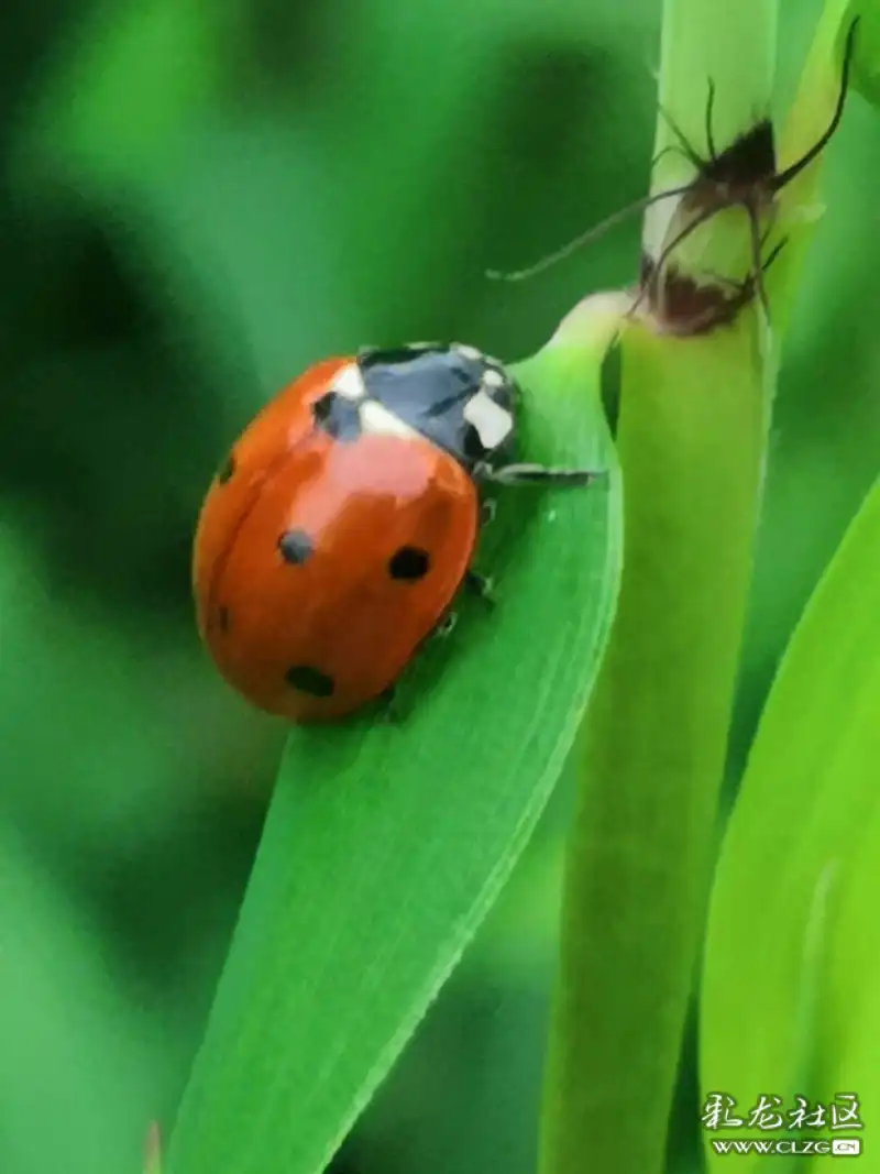 昆虫记之10橙色七星瓢虫