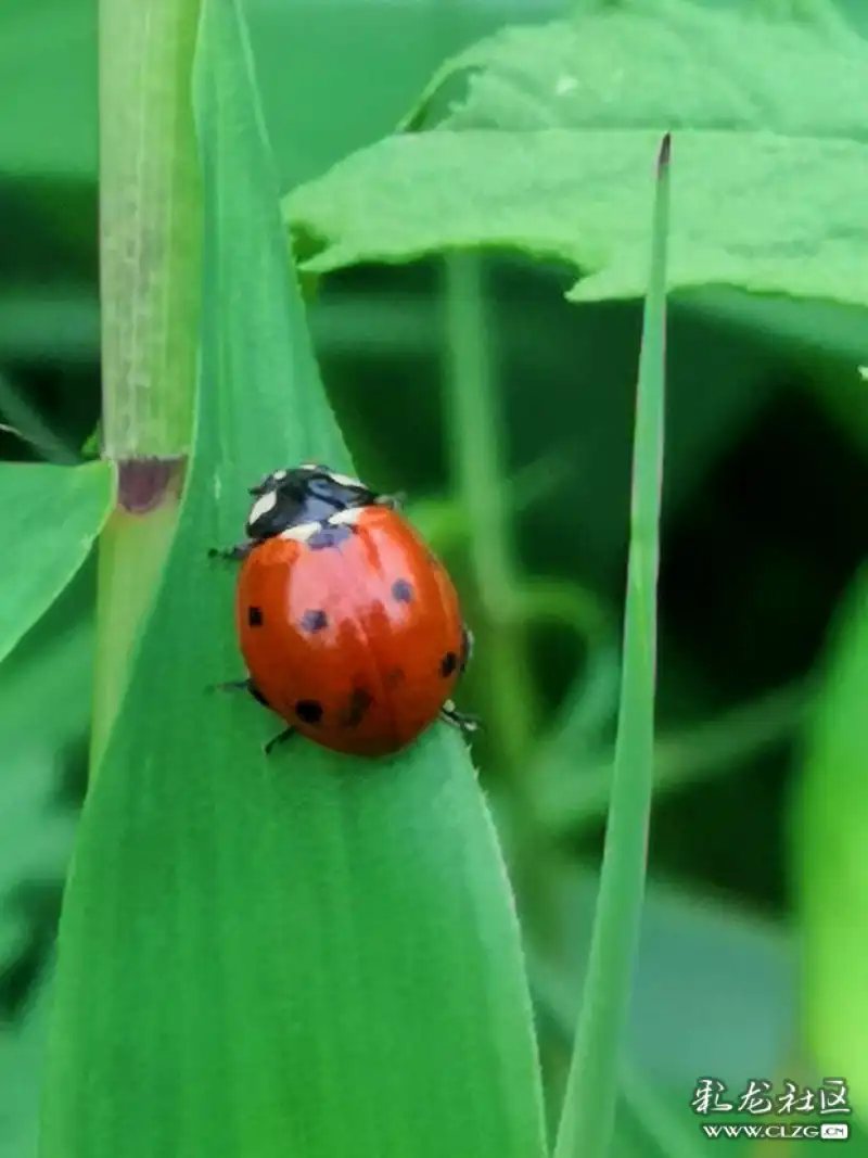 昆虫记之10橙色七星瓢虫