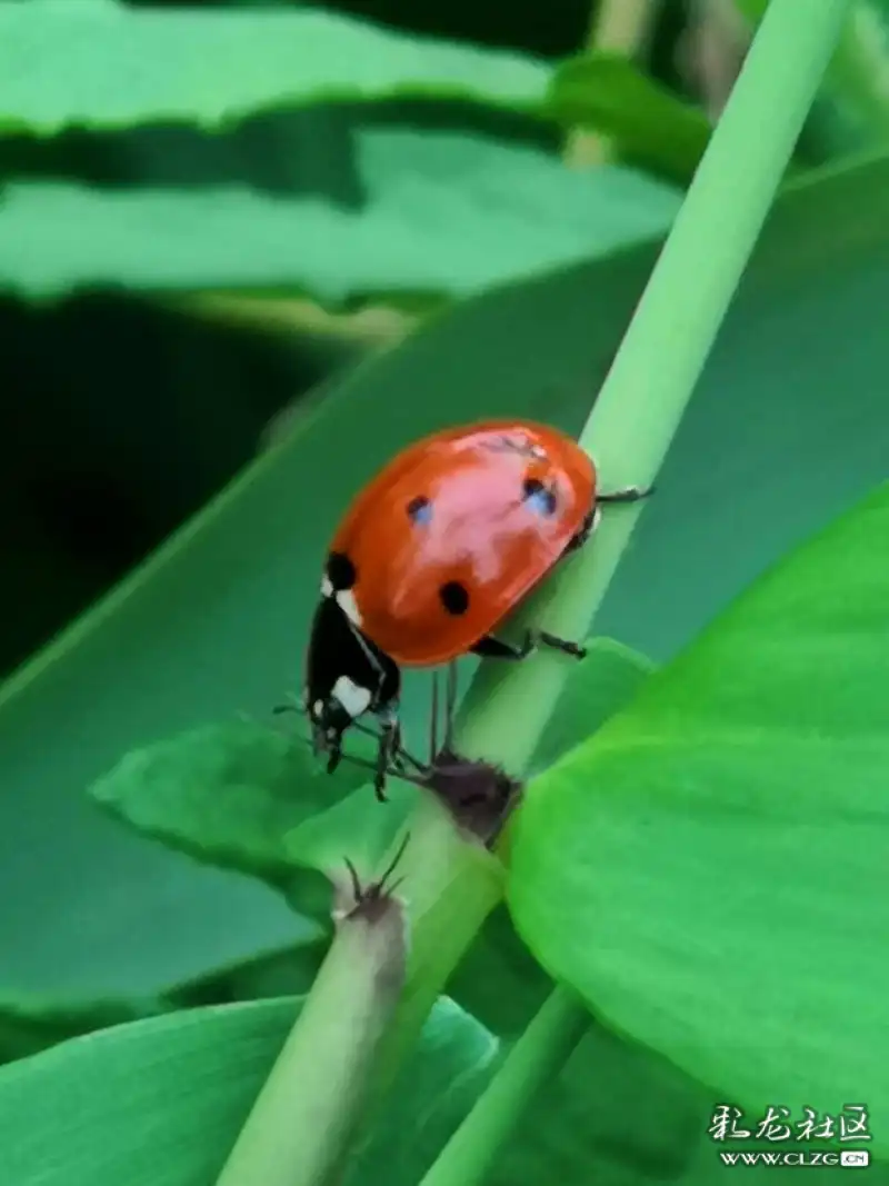 昆虫记之10橙色七星瓢虫