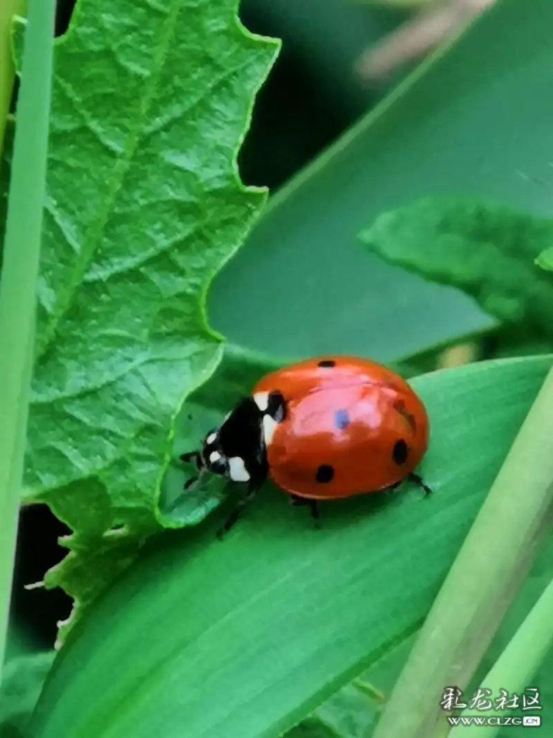 昆虫记之10橙色七星瓢虫