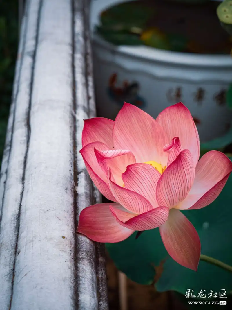禅意红莲本无花