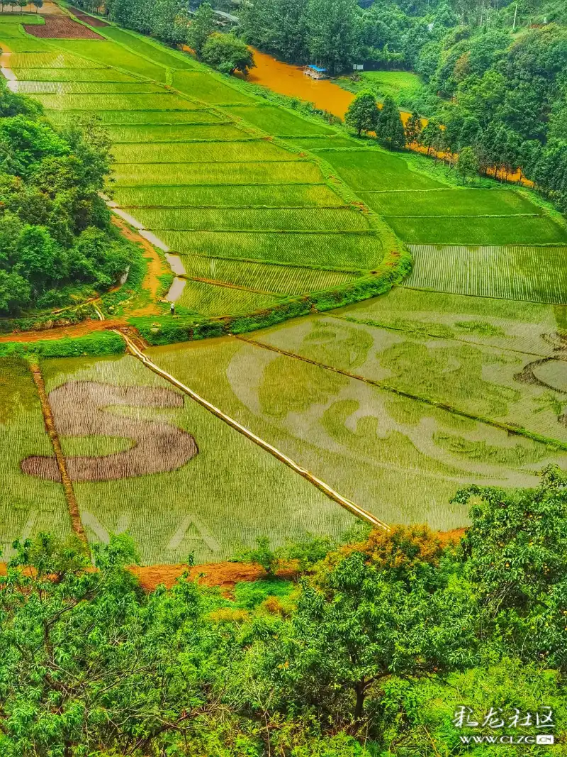 "马蹄湾"风景区"生物多样性保护"彩色水稻初现观感