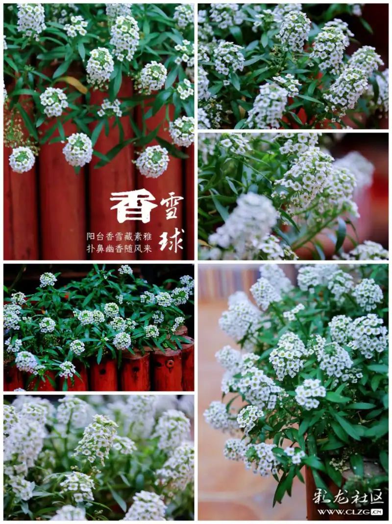 随手栽下香雪球花开时节香满园