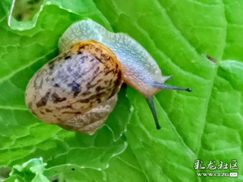 昆虫记之18白玉蜗牛