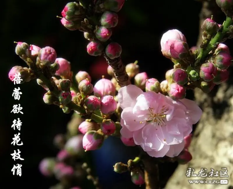 又是一年踏青时桃花依旧笑春风