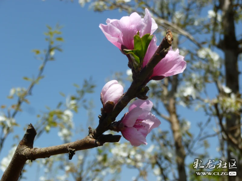 又是一年踏青时桃花依旧笑春风