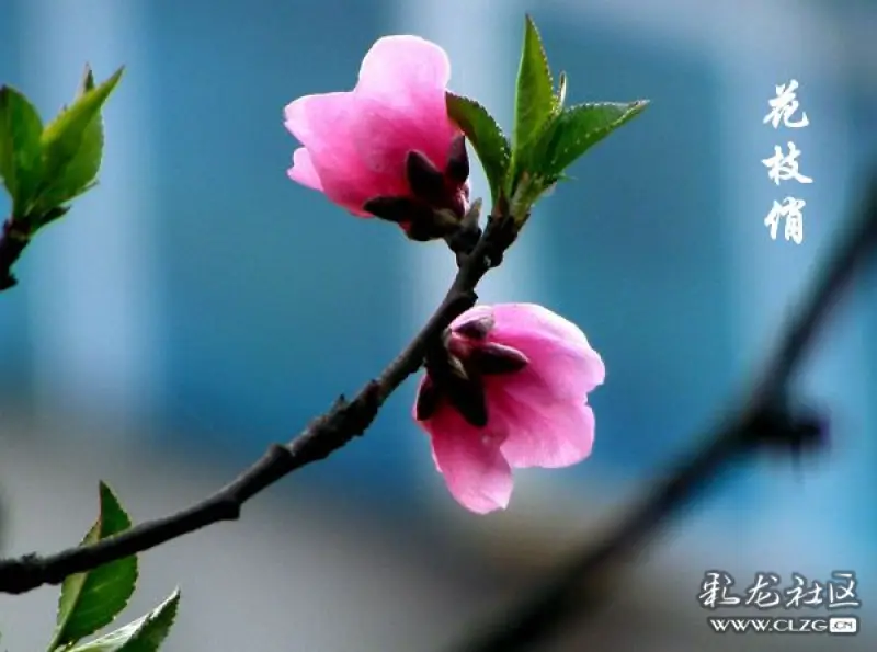 又是一年踏青时桃花依旧笑春风