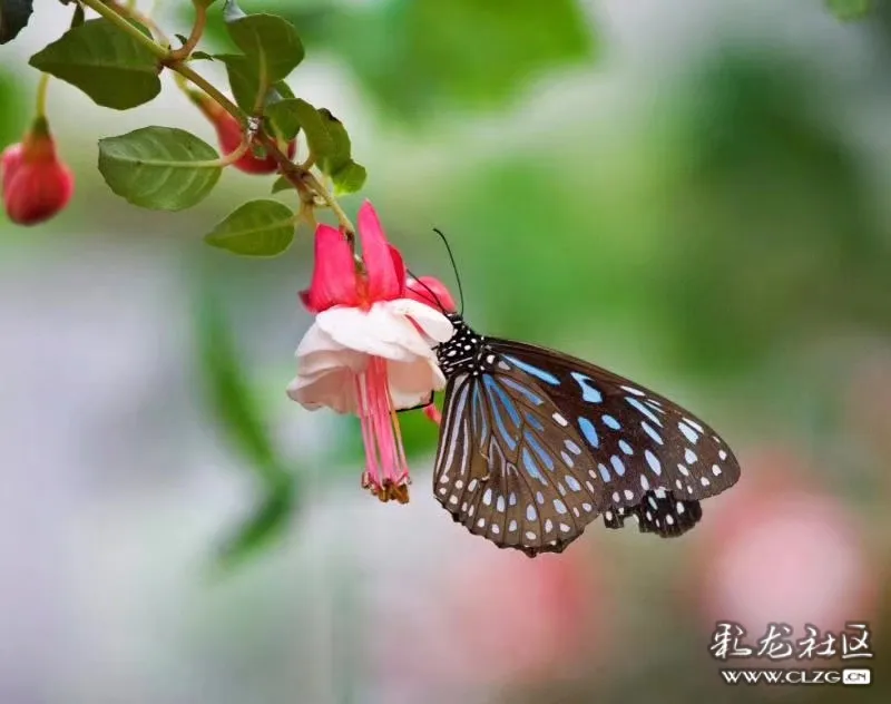 蝶恋花