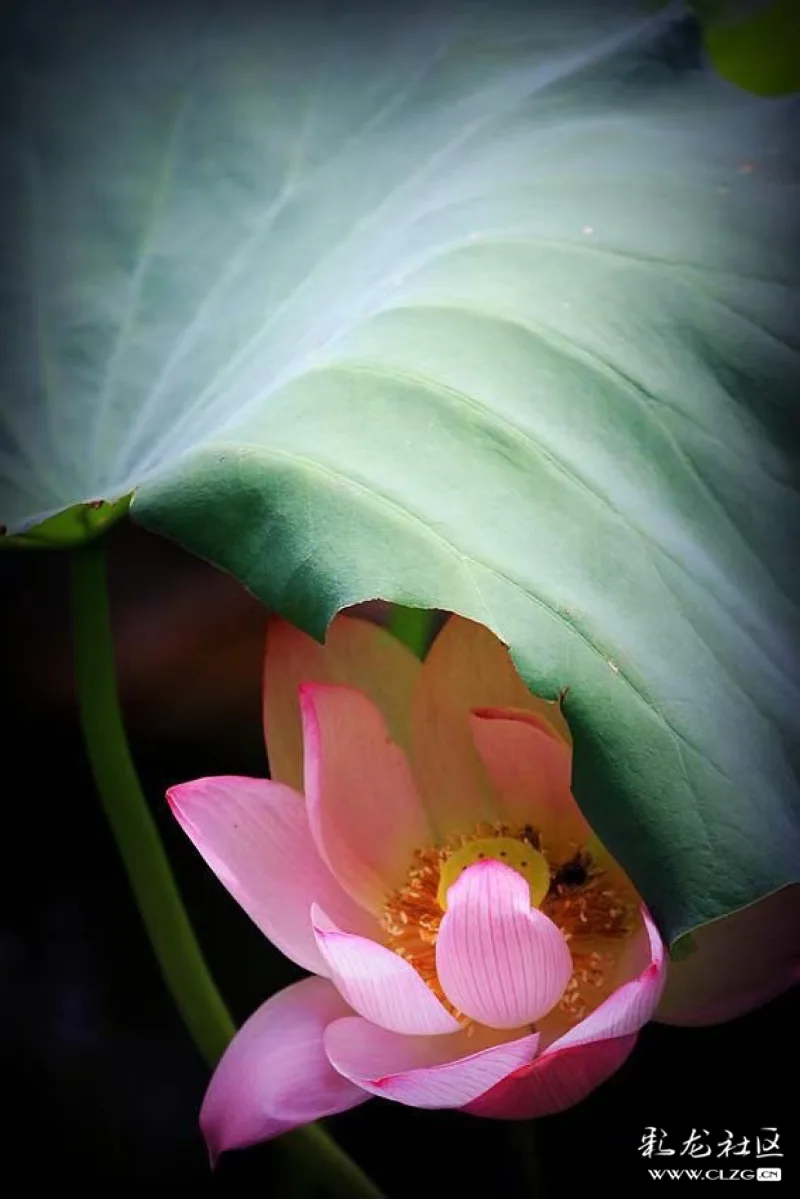 莲花心语