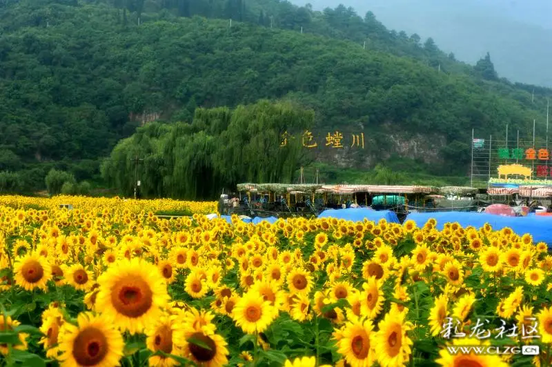 安宁市温泉牧羊湖的向日葵鲜艳夺目