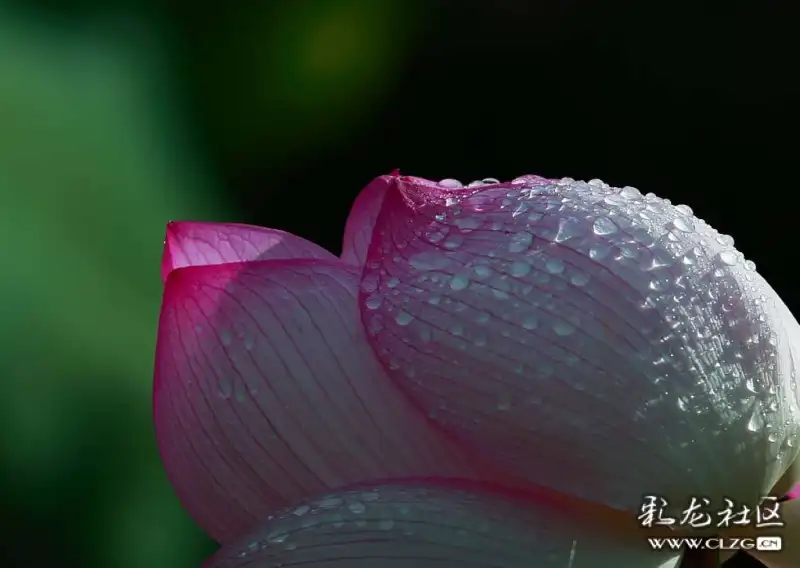 雨露荷花