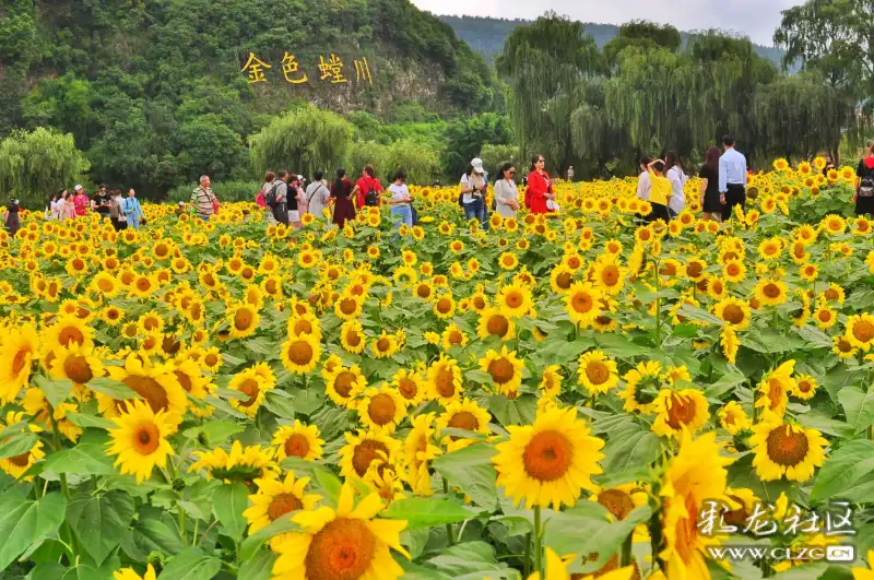 200亩葵花扮靓安宁金色螳螂川!