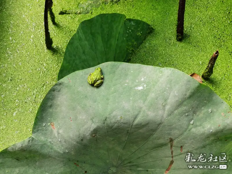 荷叶上的小青蛙