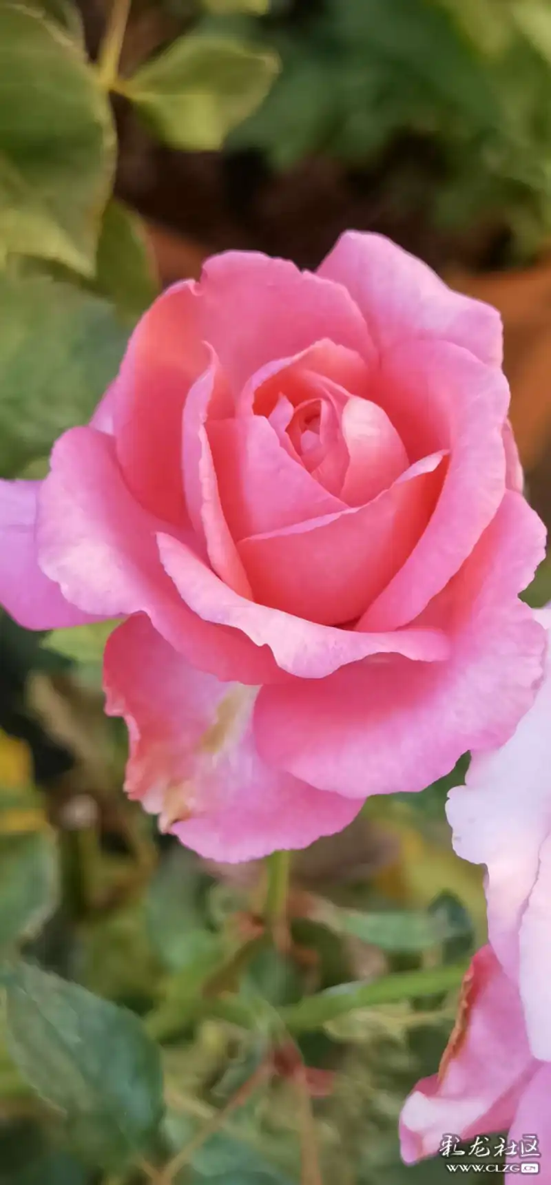 睡莲,月季花漂亮