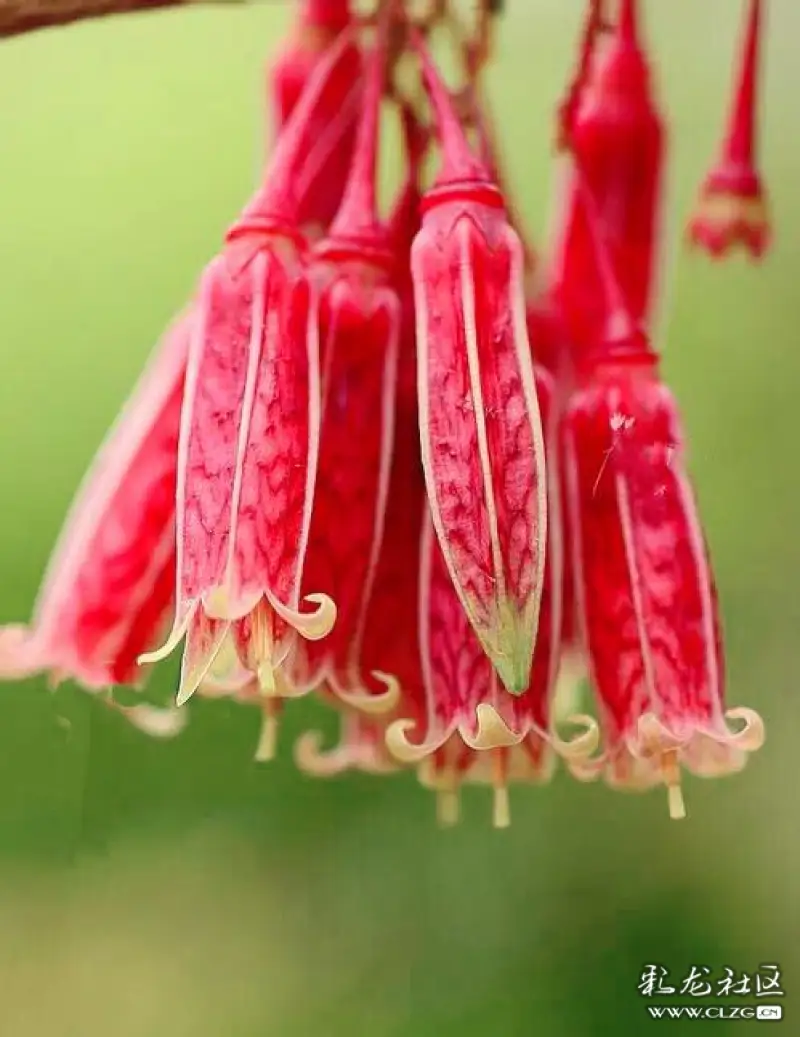 转发:云南生物多样性植物图谱(一)--缅甸树萝卜.