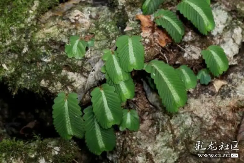 转发:云南生物多样性植物图谱(九)--叠叶楼梯草