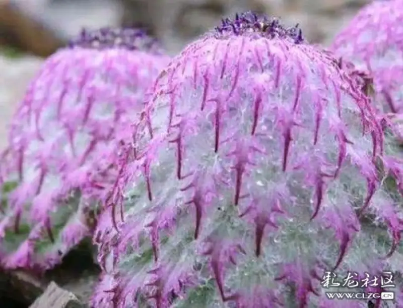 转发:云南生物多样性植物图谱(十四)--水母雪兔子