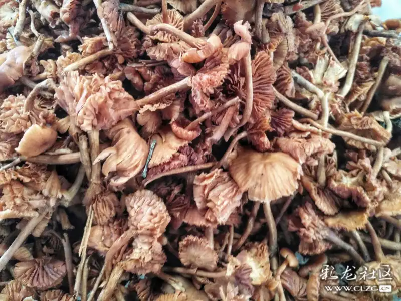 七夕,去逛全国最大的野生菌市场——云南木水花野生菌交易市场