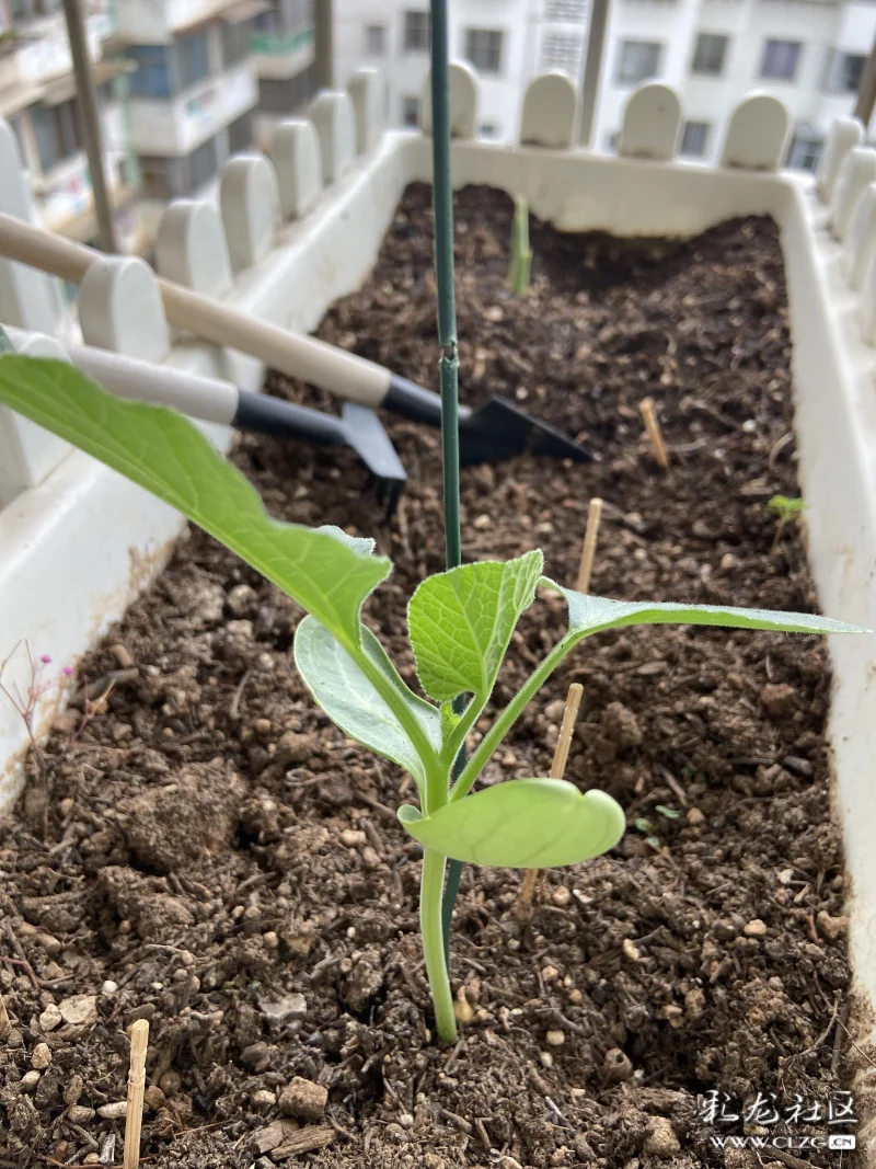 葫芦从一粒种子到开花的过程