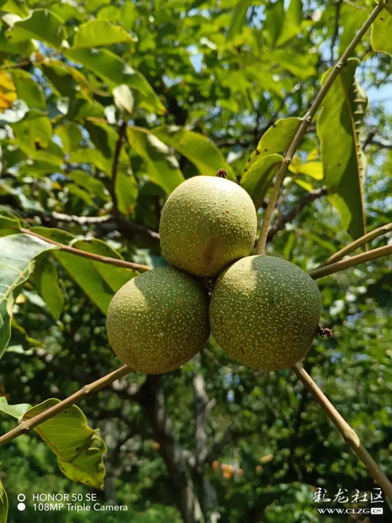 大姚三台乡核桃森林公园