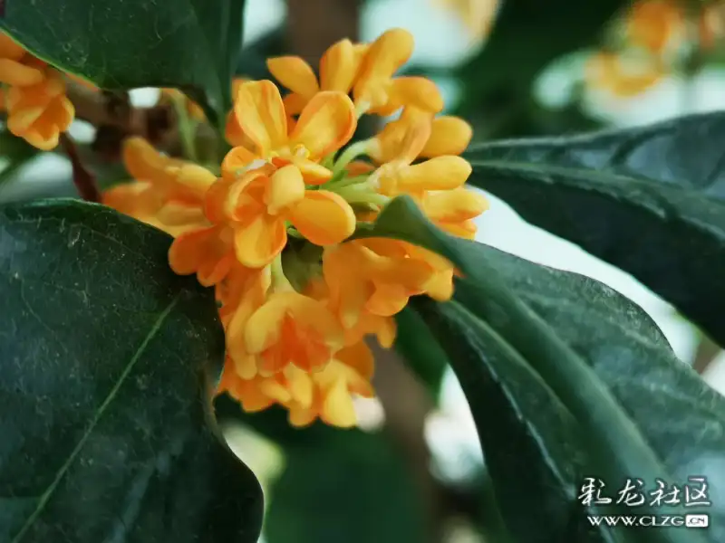 阳台上的金桂花盛开