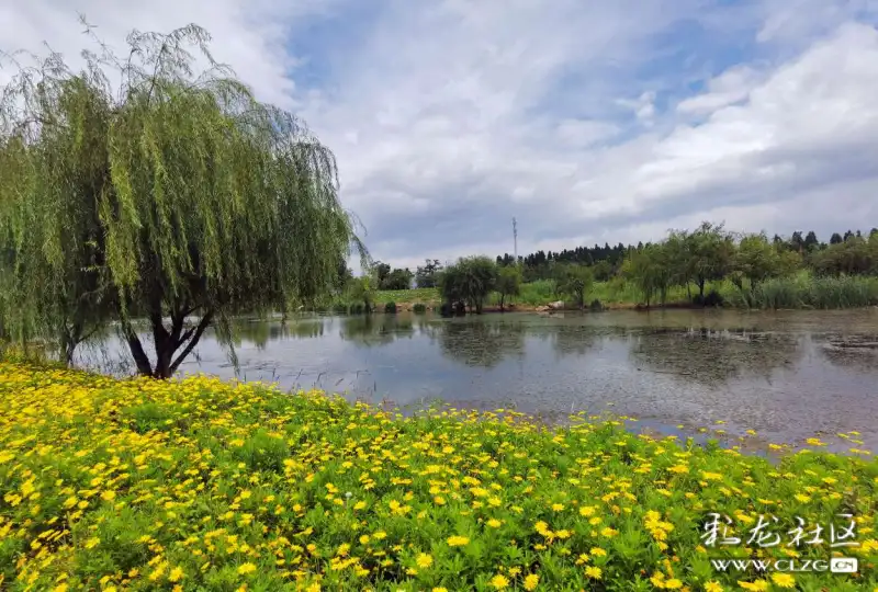 昆明王官湿地公园的黄金菊