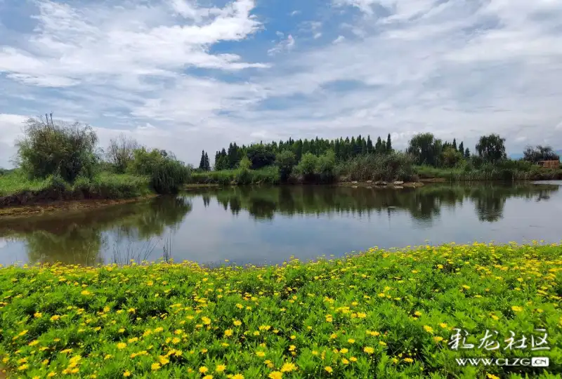 昆明王官湿地公园的黄金菊