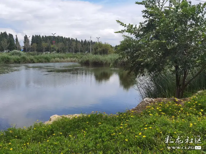 昆明王官湿地公园的黄金菊