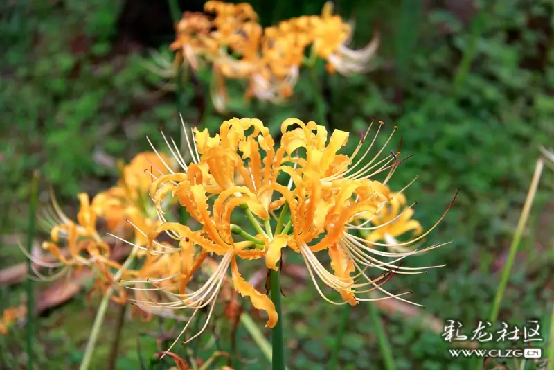 石蒜花