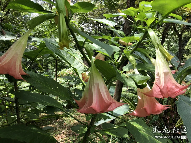 曼陀罗花