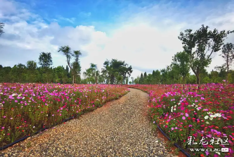 江尾村的花海又成了网红打卡地